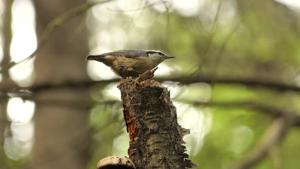 Close up of Red breasted Nuthatch perched on tree stump and takeoff, Canadian Woodland alt