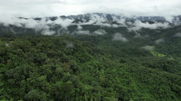 Aerial landscape view of greenery rainforest and hills on foggy day by drone