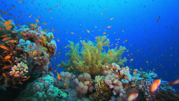 Underwater Colorful View by Nemo-Dahab | VideoHive