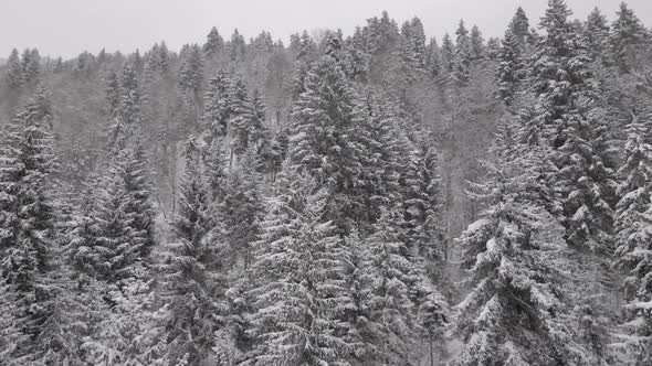 Flight above winter forest in Bakuriani, Georgia alt