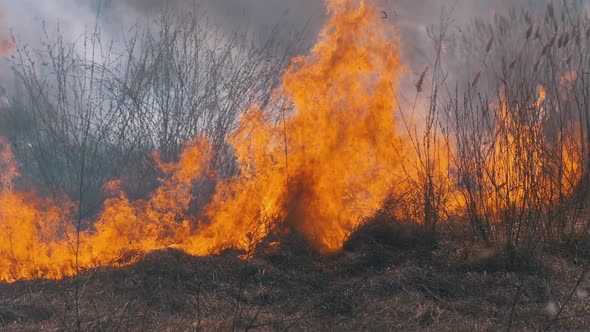 Fire in the Forest. Burning Dry Grass, Trees and Reeds. Wildfire. Slow Motion. alt