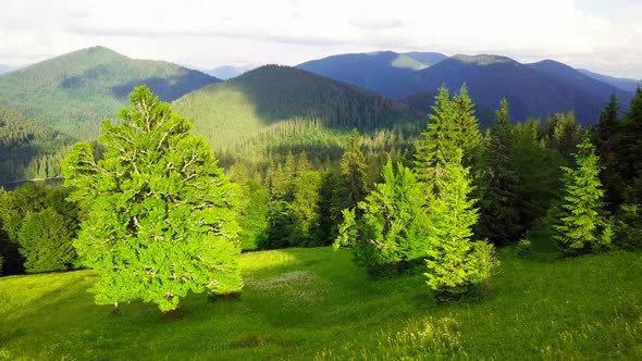 Wideangle Panoramic Shot of Beautiful Meadows Hills and Trees in Synevyrska Glade Next to Synevyr