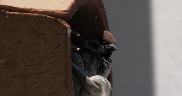 A domestic sparrow under a tiled roof alt
