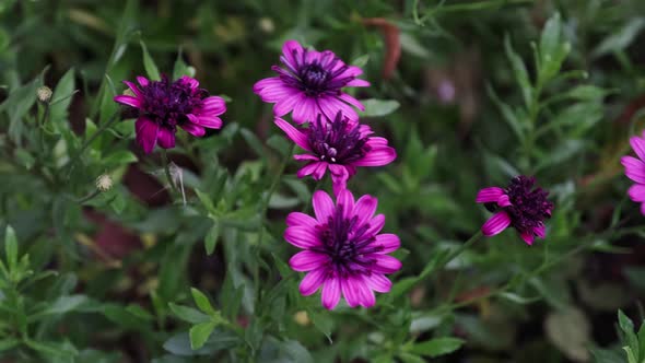 Purple African daisy in bloom. flowering terrace and garden plant.