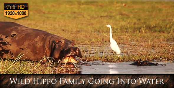 Wild Hippo Family Going Into Water