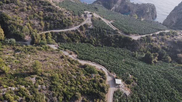Top view of a car riding through the woods at summer day drone footage alt