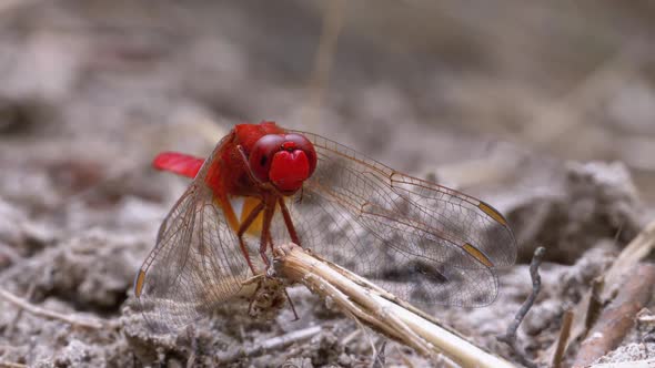 Red Dragonfly Close-up. Dragonfly Sitting on the Sand at a Branch of the River. alt