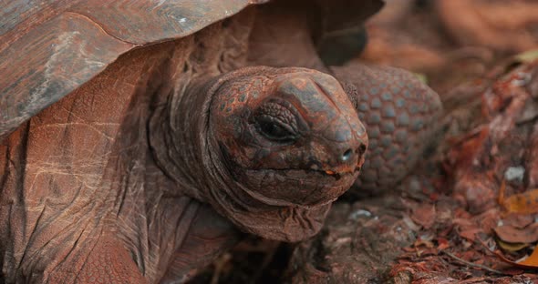 Beautiful Video of Animal Life in the Wild alt