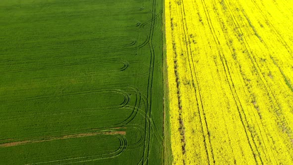 Blooming Field with Rapeseed and Wheat alt
