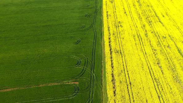Blooming Field with Rapeseed and Wheat