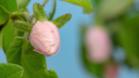 Quince Flower Blossom Timelapse alt
