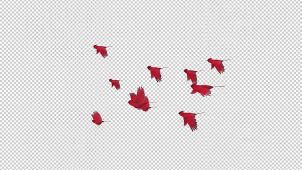 American Cardinals - Flock of 10 Red Birds - Flying Transition - Side View - Alpha Channel