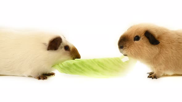Two Funny Guinea Pigs Eating One Green Lettuce Leaf