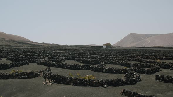 Lanzarote scene with La Geria vineyards, Canary Islands alt