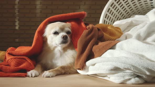 little lap dog messy playing fold cloths basket on wooden laundry table home concept background alt