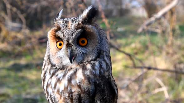 Long Eared Owl, asio otus, Portrait of Adult. Slow motion