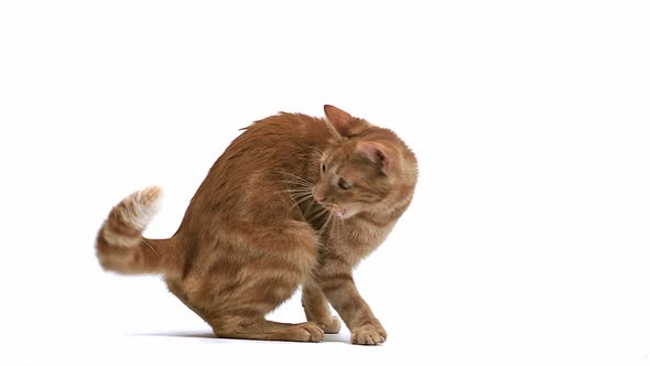 Red Tabby Domestic Cat, Adult Playing, Leaping against White Background, Slow motion 700401 alt