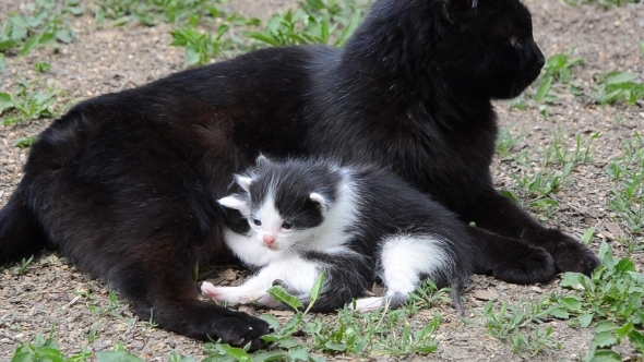 Black Cat and her Two Cubs 01