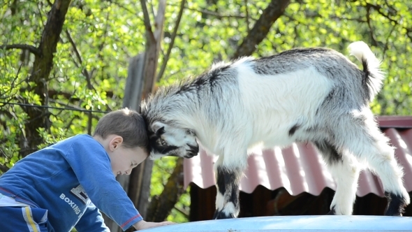 Little Boy Playing with His Friend - Goat 01