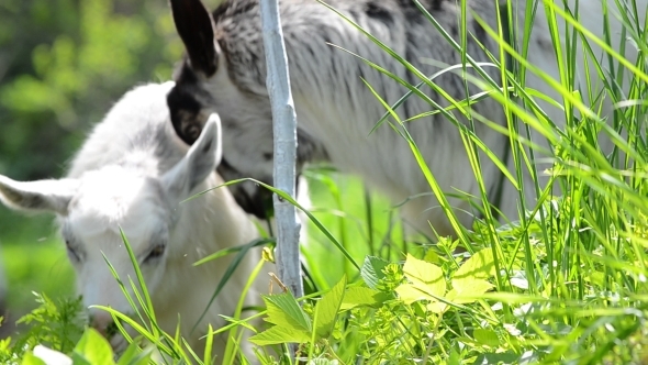 Two Goats Graze Green Grass 01