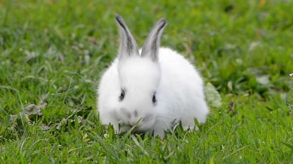 White Rabbit Eats Grass 01