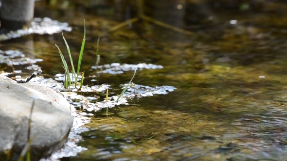 Cherry Petals on Flowing Water 02