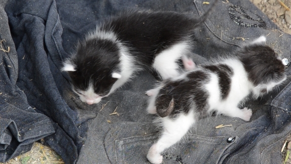 Black Cat and her Two Cubs 02