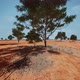 Dry African Savannah with Trees - VideoHive Item for Sale