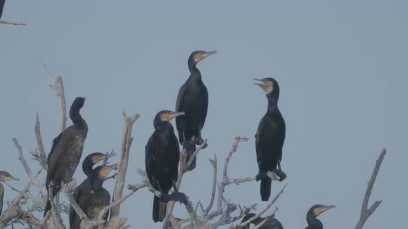 Adult and Young Cormorant Sitting on Dry Tree