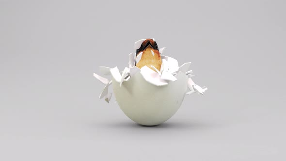 Hummingbird born from egg with 3D animation.