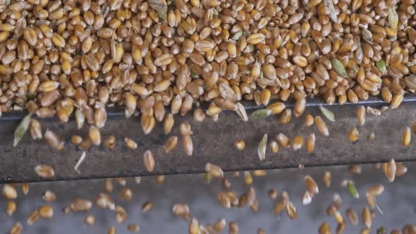 Harvesting Industry Scene Kernels in Farm Machine alt