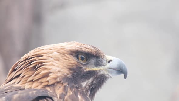 Slow Motion Bird Portrait