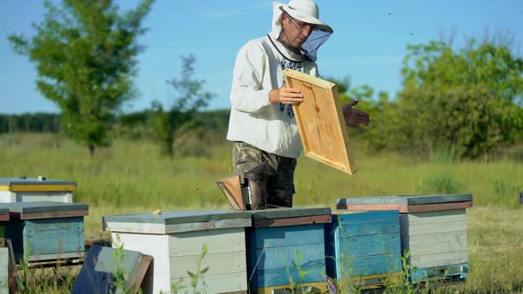 Beekeeper is working with bees and beehives on the apiary alt