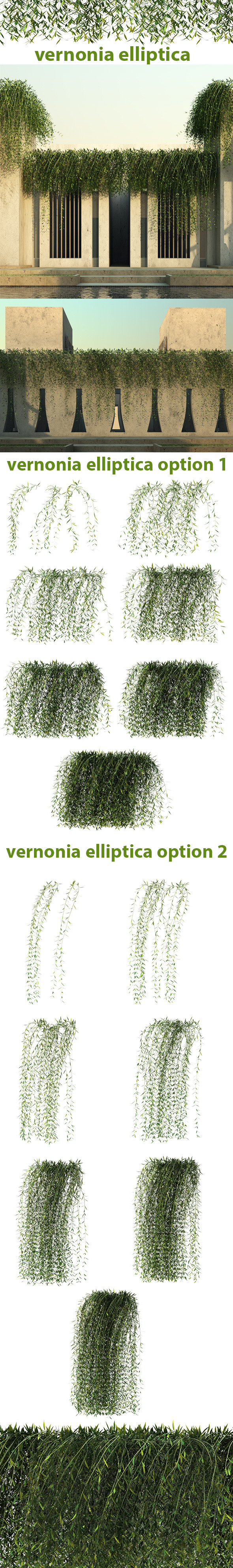 Vernonia Elliptica - 3Docean 7989076