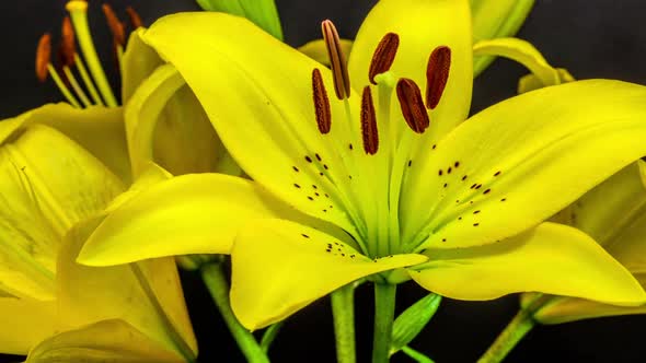 Yellow Lily Blossom 6 alt