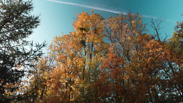 Sun Setting on a Fall or Autumn Colorful Trees in a Forest