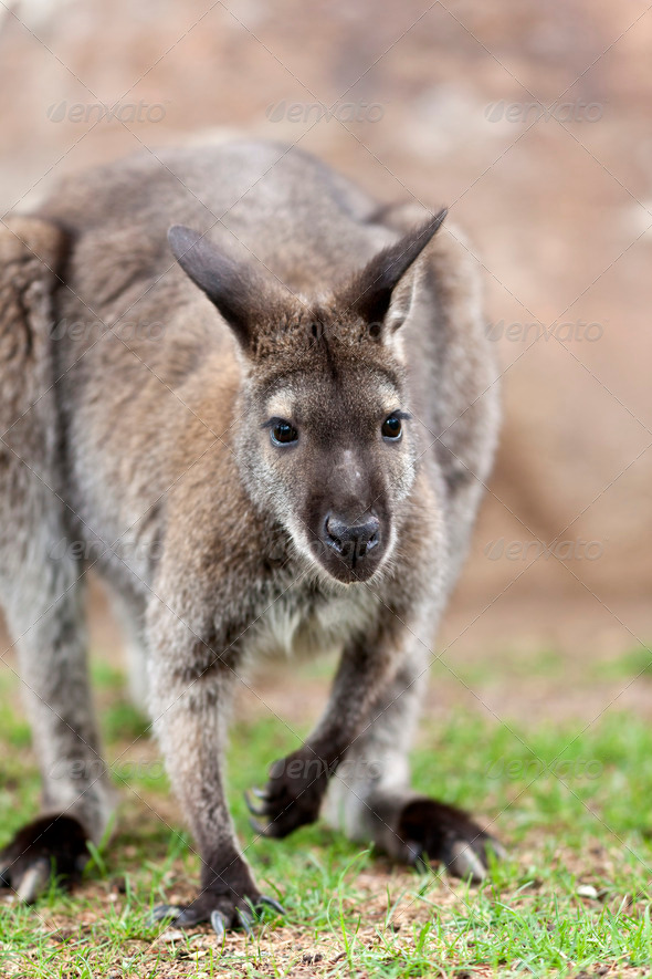 Wallaby - Stock Photo - Images