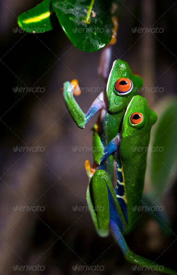 Mating Frogs - Stock Photo - Images