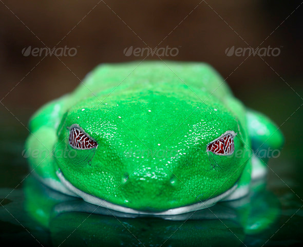 Red Eyed Tree Frog - Stock Photo - Images