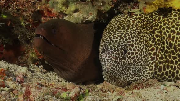 honeycomb moray eel sharing home with giant moray eel in the Maldives. alt