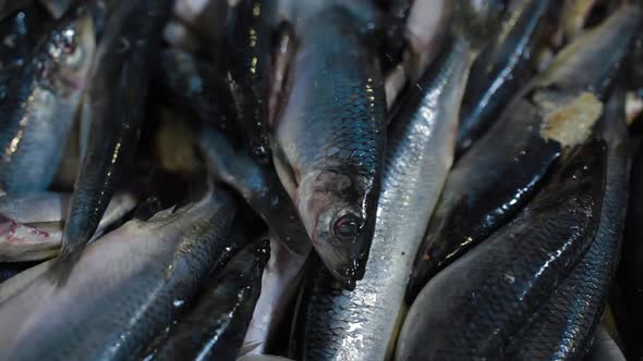 Fish Processing Plant at Modern Factory. Pour Salt Water Into a Bucket with Fish alt