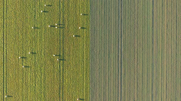 Top down drone shot of sheeps grazing in a grass field. The sun has just risen and the shadows can b alt