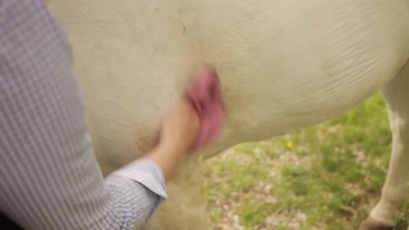 Young Woman Cleans a White Horse alt