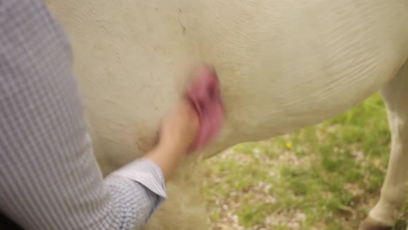 Young Woman Cleans a White Horse