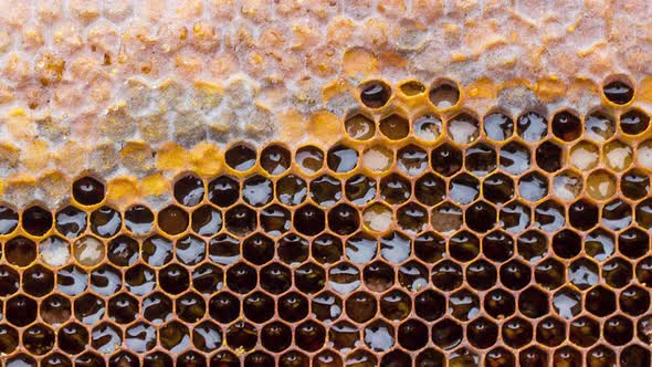 Wooden Honey Frame with Propolis and Honey Slow Motion  Closeup alt