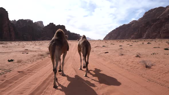 Two Camels Meets in a Crossroad on a Wadi Rum Desert Road on a Sunny Day alt