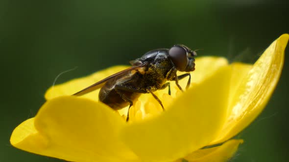 Macro shot of a fly sitting on a yellow plant and blowing in the wind in slow motion alt