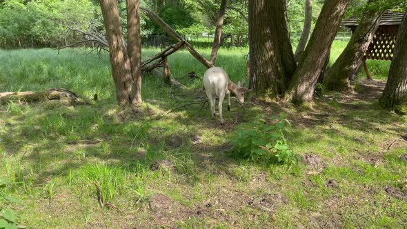 A White Deer Walks Between Trees and Nibbles Grass on a Sunny Summer Day