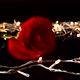 Rose Against Background - VideoHive Item for Sale