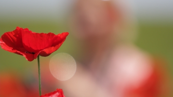 Poppies in the Hot Sun 01